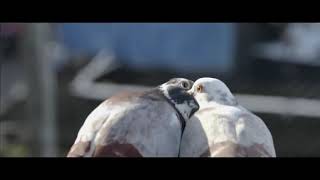 Pyaar Pyaar Video Song | Parava | Soubin Shahir | Rex Vijayan | Anwar Rasheed Entertainment