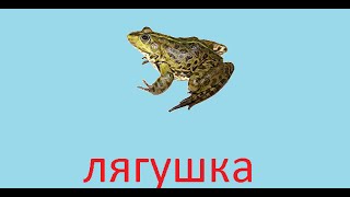 Рр3 лягушка где ловить