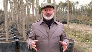 BAŞKAN ÇOLAKBAYRAKDAR, “KOCASİNAN’I YEŞİLE BÜRÜYEREK, ŞEHRİMİZİ YEŞİLİN BAŞKENTİ YAPACAĞIZ”