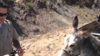 The Get Away Donkey and the Malibu Cop