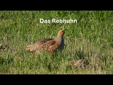 Das Rebhuhn - unser stark gefährdetes Feldhuhn