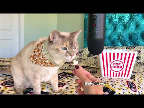 ASMR - CAT EATS POPCORN - YouTube