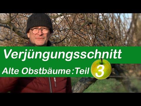 Rejuvenation pruning: Pruning old fruit trees Part 3 | Aftercare: Removing water shoots