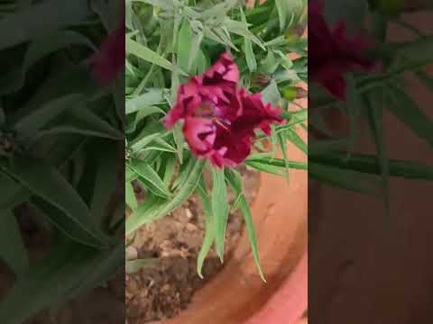 Pradipta's terrace garden #trending #viral #love #flowers #motivation