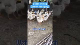 Download lagu Bebek Pedaging Peking: Dari 10 Hari hingga Siap Panen - Tips & Panduan Lengkap #desa #bebek mp3