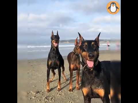 4 Doberman Lovers 🔥 Funny and Cute Doberman Dogs Videos Compilation1