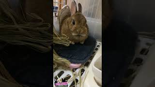 動かない…？🐇