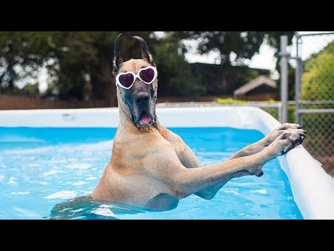 When Life Gives You the Most Amusing Great Dane Dog 😂