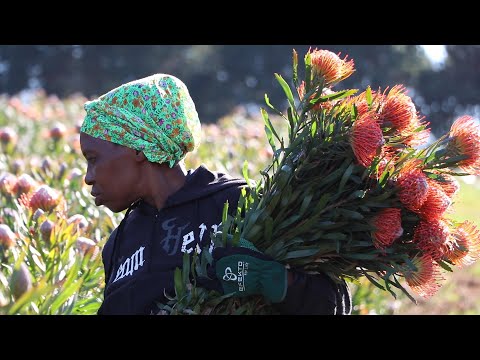PROTEA CULTIVATION IN SOUTH AFRICA.