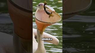 Download lagu Fakta Menarik Burung Pelikan yang Belum Kamu Ketahui #shorts mp3