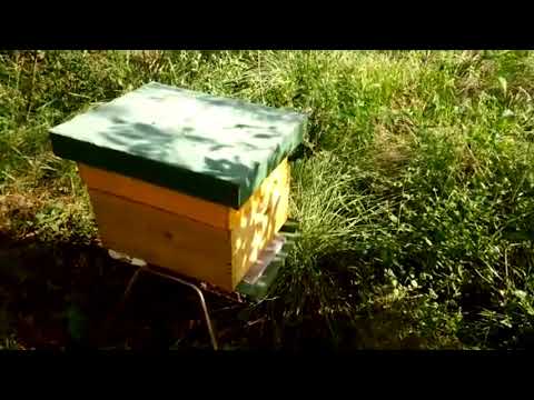 Apicultura para principiantes "Parte 1"  (Apicultura argentina)