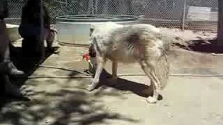 wolf mountain, lucerne valley