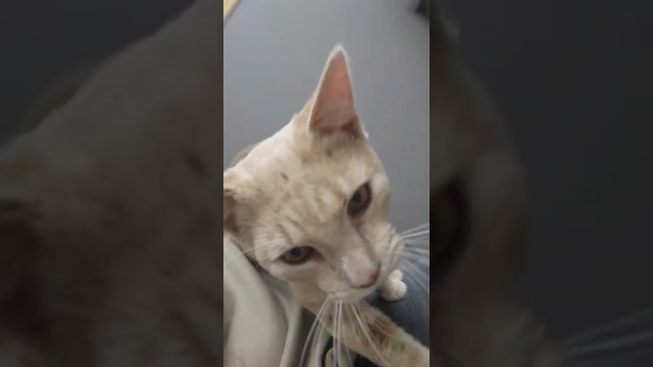 Theo Von, a ADOPTABLE Domestic Short Hair in Crown Point, IN video 2/6