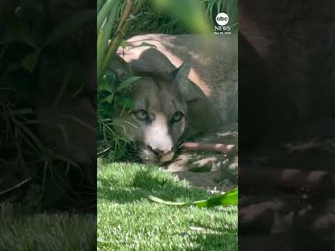 Mountain lion lounges in residential yard