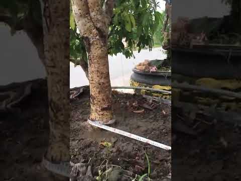 370 triệu cây mộc hương ta hoa vàng VIP, LH 0989389871