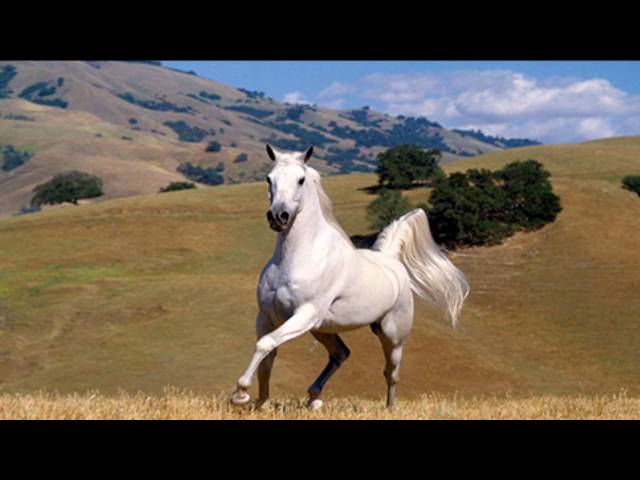 León Gieco   Todos los caballos blancos León Gieco   Todos los caballos blancos