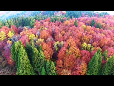 松之山温泉ドローン映像