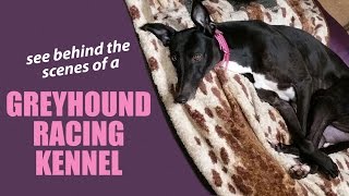 Greyhound Racing: Behind the scenes look