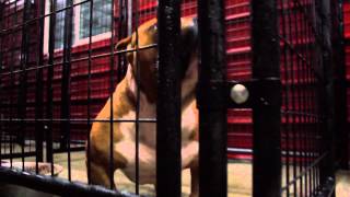 NORTHBOUND EXOTIC BULLY KENNELS