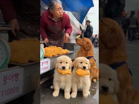 한마리 천원은 너무 하잖아요.. 😅 ₩1,000 Each Is Too Much 😅