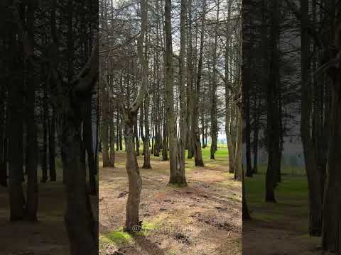 𝐁𝐨𝐬𝐪𝐮𝐞 𝐝𝐞 𝐂𝐢𝐩𝐫𝐞𝐬𝐞𝐬 𝐝𝐞 𝐌𝐚𝐧𝐚𝐥𝐥𝐚𝐬𝐚𝐜𝐜, 𝐀𝐲𝐚𝐜𝐮𝐜𝐡𝐨. #travel