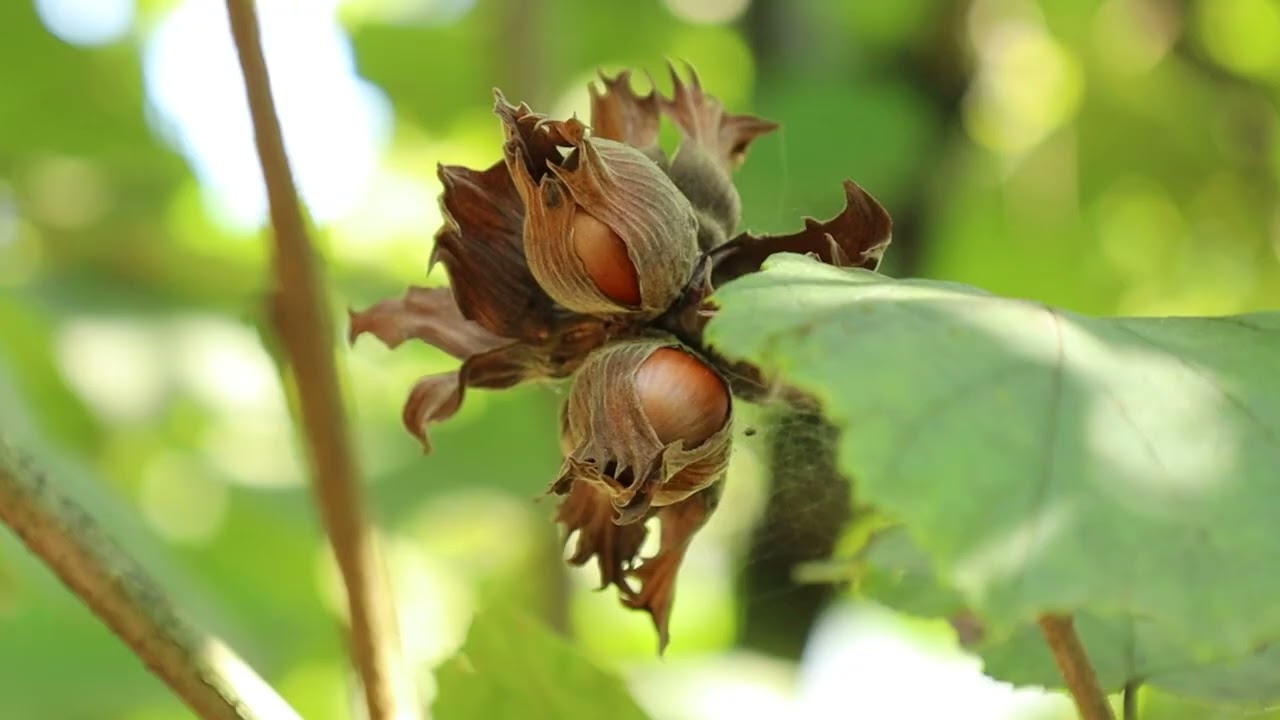 State support allowed farmers to get high-quality hazelnut harvest