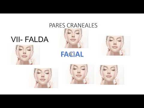 MNEMOTECNIA - PARES CRANEALES