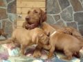 Braco Húngaro de Pelo Duro - Zöldmáli Wirehaired Vizsla pups - 2nd part