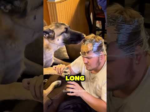 el dueño de perro más inteligente