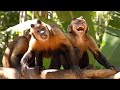 Monkey Chewing Chewing Gum Which Pops Monkey Monkeychewing Monkeyslaughing Monkeyhavingfun