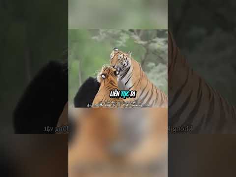 Gấu đen 1 mình đối đầu với đàn hổ