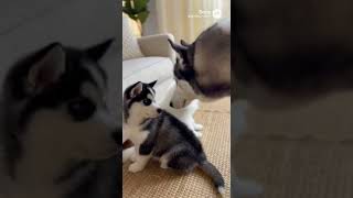Cat Smacks Puppy Fast… Until Mom Walks In 😂🐾