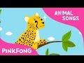 Cheetah Bang Bang Cheetah Animal Songs Pinkfong Songs For Children