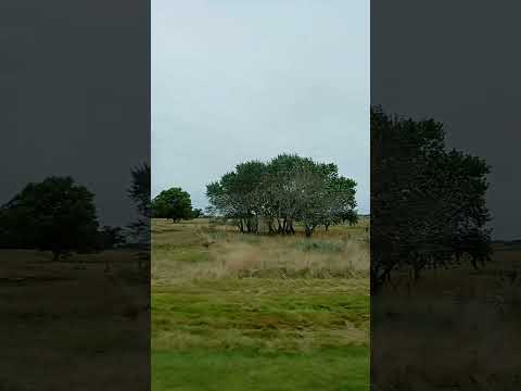 CASTELLI, PROVINCIA DE BUENOS AIRES