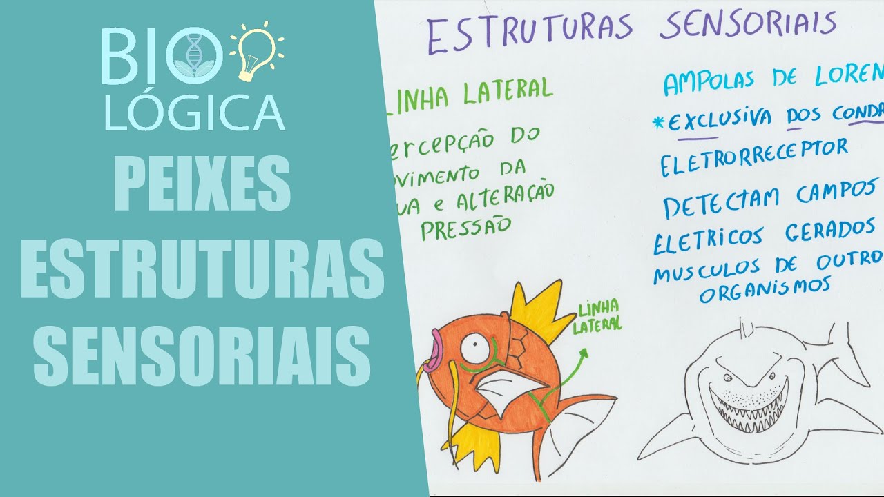 BIO LÓGICA! PEIXES - LINHA LATERAL E AMPOLAS DE LORENZINI