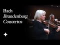 Bach Brandenburg Concertos: Trailer | Tafelmusik - Tafelmusik Bach Brandenburg Concertos: Trailer | Tafelmusik