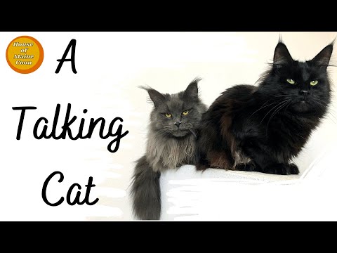A Talking Cat  (Maine Coon Cats)