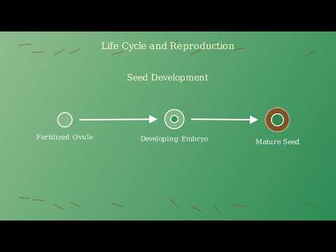 Gymnosperms – Characteristics, Life Cycle, Examples, Economic Importance - Video