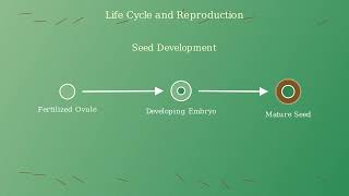 Gymnosperms Explained: Characteristics, Life Cycle, and Economic Importance
