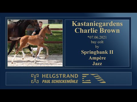 10 Kastaniegardes Charlie Brown by Springbank II - Ampere -Jazz