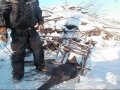 How To Trap A Beaver Under The Ice pt 2 