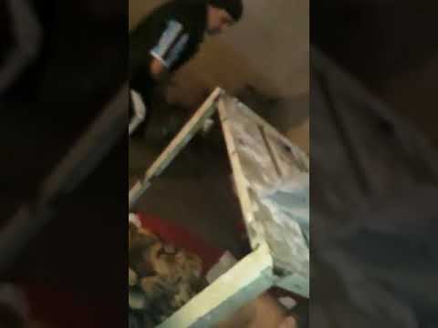 unpublished like this, a 100% real cat is made..."