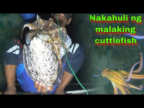 vlog367- Pinakamalaking Cuttlefish na Nahuli Namin | Spearfishing Part 1