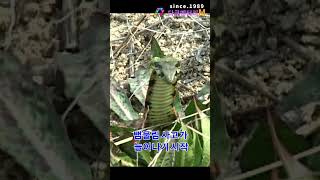 Download lagu 한국의 코브라 무서운 꽃뱀 응급실행  이렇게 위험했구나 mp3