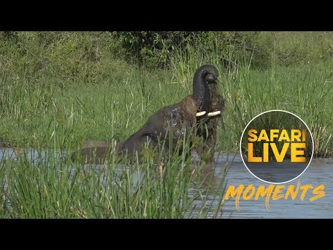 The Proper Way to Enjoy Elephant Bath Time!