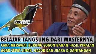 Download lagu HOW TO CARE FOR SOGON BIRDS AS A RESULT OF ATTRACTION SO THAT THEY QUICKLY TAME, SING AND CHAMPIO... mp3
