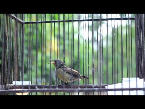 download lagu mp3 mp4 Masteran Kolibri Trotol, download lagu Masteran Kolibri Trotol gratis, unduh video klip Masteran Kolibri Trotol