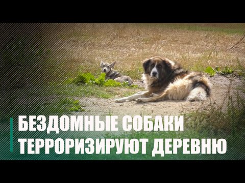 Деревню на Гомельщине терроризируют бездомные собаки видео