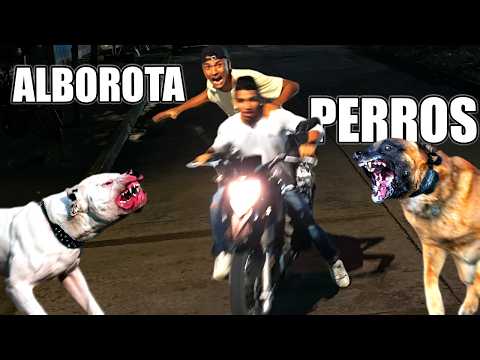 Dogs Messing Up 🐕 *At 3:00 AM* - Andrés WG