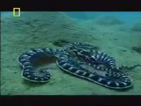 Gospel of Judas  Documentary 2016